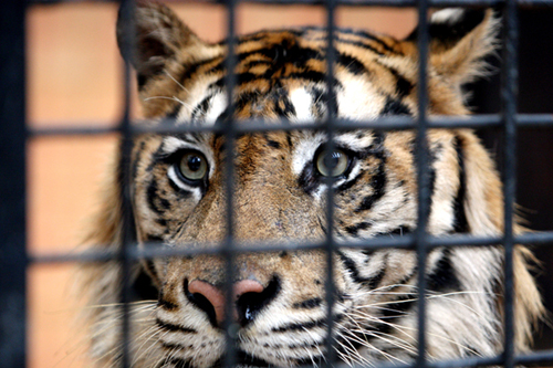 Yogya Zookeeper Nabbed for Stealing Money Meant for Feeding Tigers (April 29, 2016)